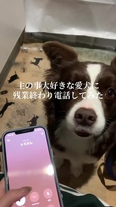 愛犬デルとの帰宅時間と仕事