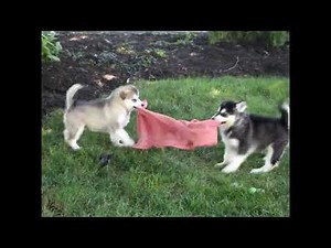 Alaskan Malamute Puppies For Sale