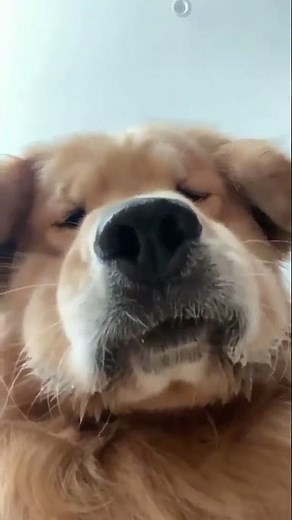 Golden Retriever Close-Up Smelling Camera #dogshorts