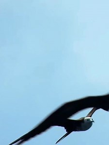 Wait for this documentary 🔥 | Mammals TV