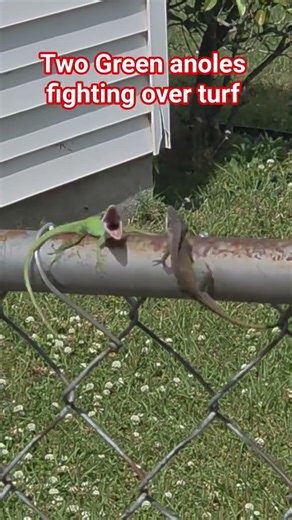 Epic green anole lizard fight Round 1