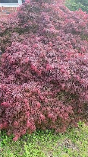 Crimson Queen Japanese Maple