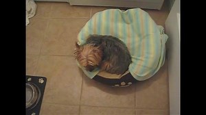 13K views · 197 reactions | Waking a yorkie | YORKIES | Facebook