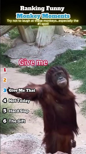 Ranking Funny Monkey Moments #funnymonkey #monkeymoments #monkey #animals