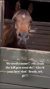 450K views · 7.5K reactions | Horses Without Humans Rescue Organization on Reels | Facebook