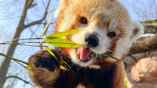 Philadelphia Zoo’s beloved red panda Khumbie dies