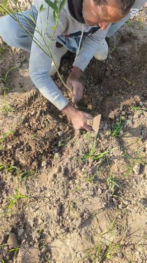 Planting Lemon Plants the Right Way 🍋 | Step -by-step in the Dry Weather