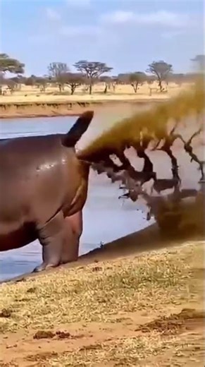 Hippo poop blowout!!