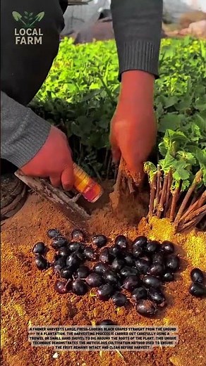 Harvesting Fresh Java Plums (Jamblang Fruit) | Delicious & Healthy Tropical Fruit