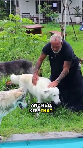 Cuddle wolves in Bali? 🐺🌴 Discover the truth & see them up close! 😍🔥 #BaliAdventures