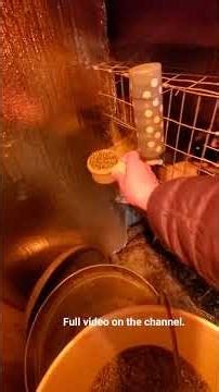 come feed with me. #rabbit #farmchores #homestead #rabbitry