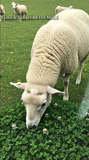 So Relaxing! Sheep Munching Fresh Clover 🌿 | Oddly Satisfying ASMR Short