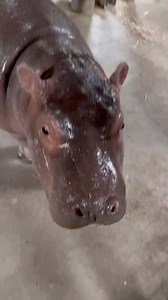 835K views · 94K reactions | What goes on inside the hippo barn. | Cincinnati Zoo & Botanical Garden | Facebook