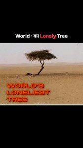Duniya ka sabse famous “lonely tree” mana jata hai Tree of Ténéré, jo Africa ke Sahara Desert me tha. Yeh ped itna akela tha ki uske aas-paas lagbhag 400 km tak koi aur ped nahi tha 😳 😢 Kya Hua Is Ped Ke Saath? 1973 me ek truck driver ne galti se ise takra diya aur ped gir gaya. Baad me us jagah par ek metal sculpture laga diya gaya. Yeh ped desert travelers ke liye landmark tha – beech registan me zindagi ka symbol 🌿 world lonely tree, tree of tenere, loneliest tree on earth, sahara desert l