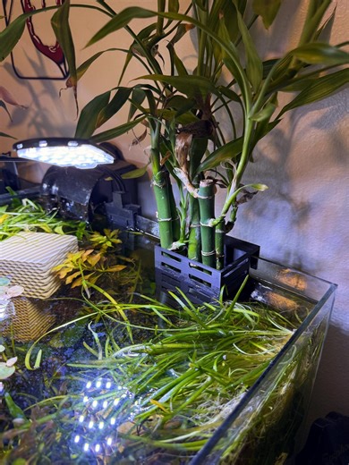 Aquarium Plant Pot for Tank From 5-20mm Thick (80x70x130mm) - Etsy