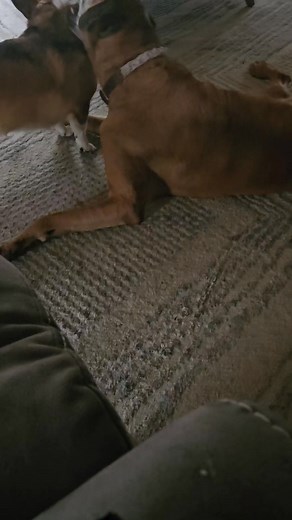 Max has bad hips so he's lazy fighting with Diva.lol | Robert A. Morris