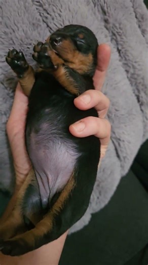 13 days old