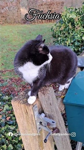 My Cat Got a New Job 😂📬Is She the New Mailwoman? 😻#cute #shorts #love #fyp #viral #sweet #pets #cat
