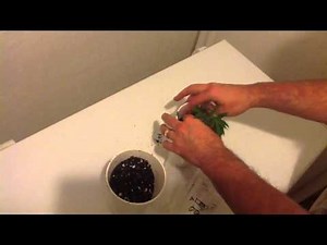 Cloning Cannabis Part 2 - Transplanting