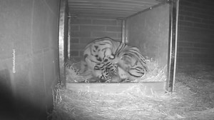 🐅El tigre de Sumatra es una de las muchas especies en el mundo que se encuentra en peligro de extinción, aunque esta clase de félido se encuentra en peligro crítico, ya que solo quedan 400 ejemplares de esta subespecie viviendo en libertad. Por ello, es motivo de celebración el nacimiento de una cría de tigre de Sumatra en el parque turístico West Midland Safari Park. El pequeño tigre nació el 4 de julio de 2023, y es fruto del apareamiento entre la tigresa de 11 años Dourga, y el macho de 9 añ