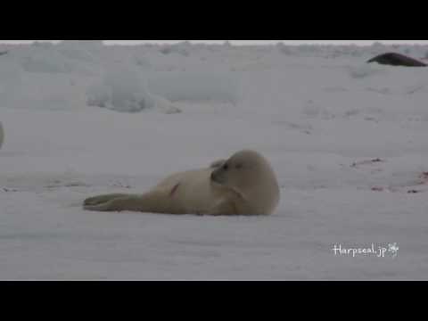 Baby Harp Seal clapping his fins and rubbing his head