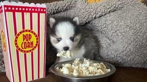 25K views · 225 reactions | If you need me, I'll be here enjoying my pupcorn in celebration of #NationalPopcornDay  | Ocean View Precious Pomskies | Facebook