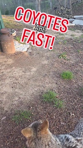 Animal Speeds: How Fast Can They Go?