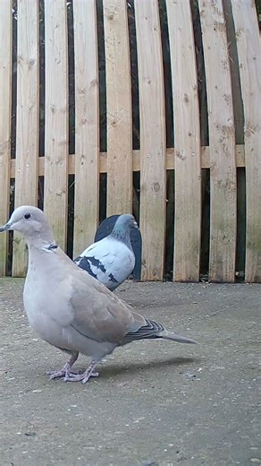 A beautiful collared dove visiting my garden