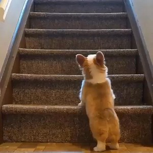 That first jump was too precious. #corgi #corgis #dog #dogs #dogslife #doglove #doglover #corgifeed #corgiloveru #corgi #corgiplanet #corgisrule #corgipup #corgicommunity #puppylife #corgipuppy #corginat | We Love Corgi