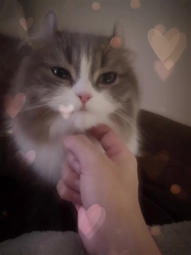 Relatable Cat Memes for Rizz Lovers