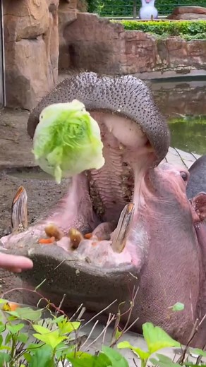 Hippo Eating Favorite Food | Wildlife Feeding Habits