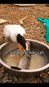 بەس بزانم کردیە کوێ وە ؟ تاراوگە کوردانی تاراوگە کوردانی کەنەدا کوردانی تاراوگە دەنگی تاراوگە #ئاکۆڕەش | شاری سلێمانی share slaemane