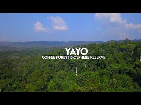 Visit Oromia-Yayu Coffee Forest Bioshere Reserve,Illubabor Zone,Oromia,Ethiopia.