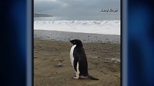 A penguin from the antarctic has been spotted about 3,000 miles away from home in New Zealand. It's only the second known antarctic penguin to be found in the island nation, the last swimming ashore in 1993. https://8.wfla.com/3DbwJdf | WFLA News Channel 8