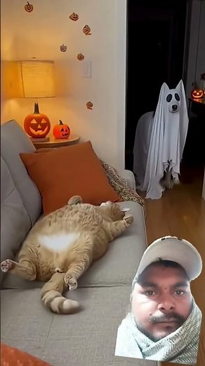 #cat #funnycats #funny #chat #dog #dogs #cuteanimal #cutebaby #cutecat #cuteanimals #cutedog