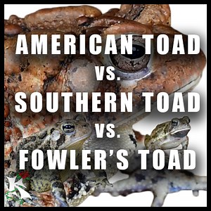 American Southern and Fowlers Toad — Koaw Nature
