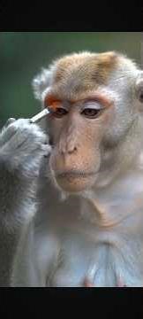monkey makeup lipstick #comedy #funny #viral