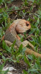 Lizard in ground eating ants #nature #wildlife #lizard #ants HA41068 | HAWI Studios