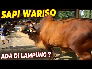 HUNTING SAPI JUMBO BUAT QURBAN SAMPAI KE LAMPUNG. PANTAU LANGSUNG DARI ATAS SAPI NYA