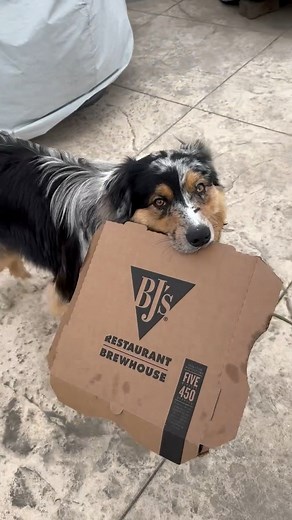 Many of you have been asking if Levi is catching up to being as smart as “Ty”? The answer is yes! I’ve just been lazy on posting. This is an old video back In April. | Michelle Perry Snook
