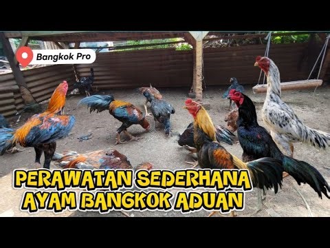 Cara merawat ayam bangkok aduan agar stamina tambah joss
