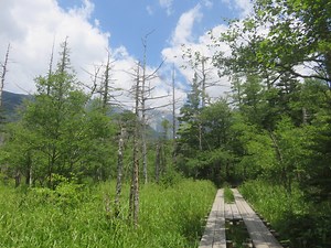 【上高地コラム】上高地の遊歩道ってどんな道？