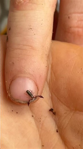 What is it? #arachnid #arachnids #pseudoscorpion #pseudoscorpions #outdoors #nature