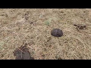 The AFTERMATH of bale grazing vs. unrolling hay!