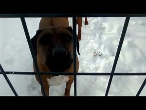 Rhodesian ridgeback barking up close