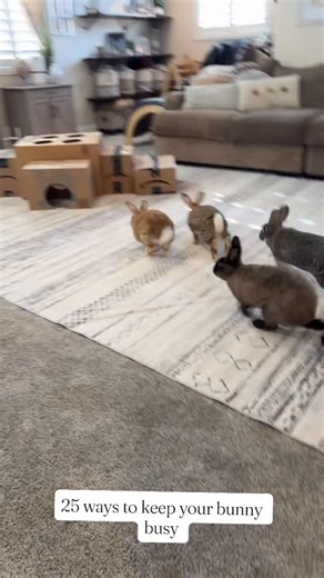 Rexbunns on Instagram: "25 different enrichment ideas to keep your bunnies busy ! Enrichment isn’t just playtime—it’s essential for a bunny’s health and happiness 🐇🤍 Rabbits are naturally curious, intelligent, and active. Without things to chew, dig, toss, and explore, they can become bored, stressed, or even destructive. Providing toys, tunnels, snuffle mats, digging boxes, hanging forage, and safe chew items help keep their minds sharp, their bodies moving, and their little hearts full of jo