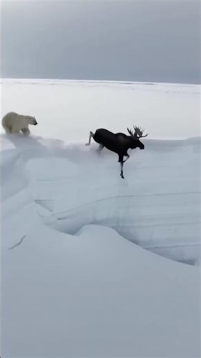 THEY JUMPED TO SURVIVE… Polar Bear vs Moose