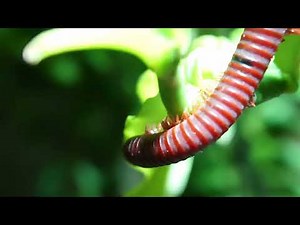 Millipede