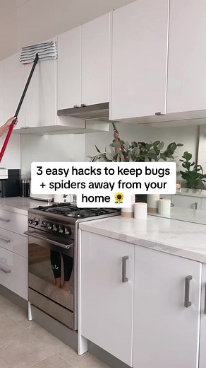 Effective Natural Ways to Keep Bugs and Spiders Away from Your Home