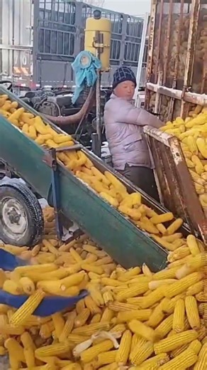 This is the process of placing corn on the machine that will run the mill.